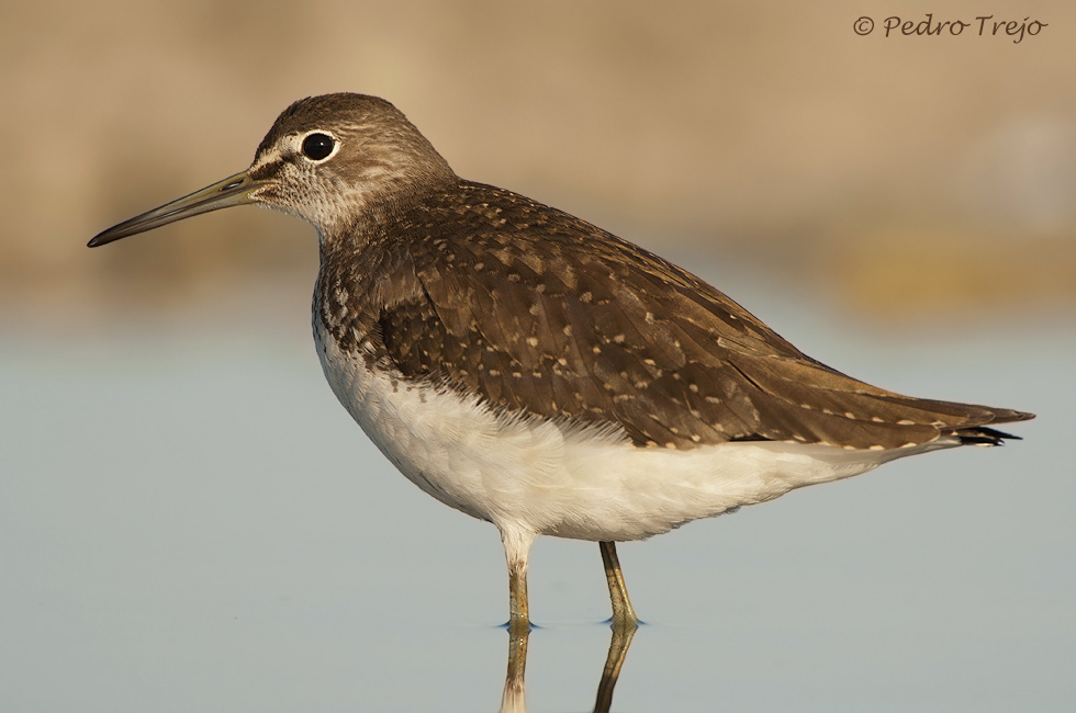 Anadarrios grande (Tringa ochropus)